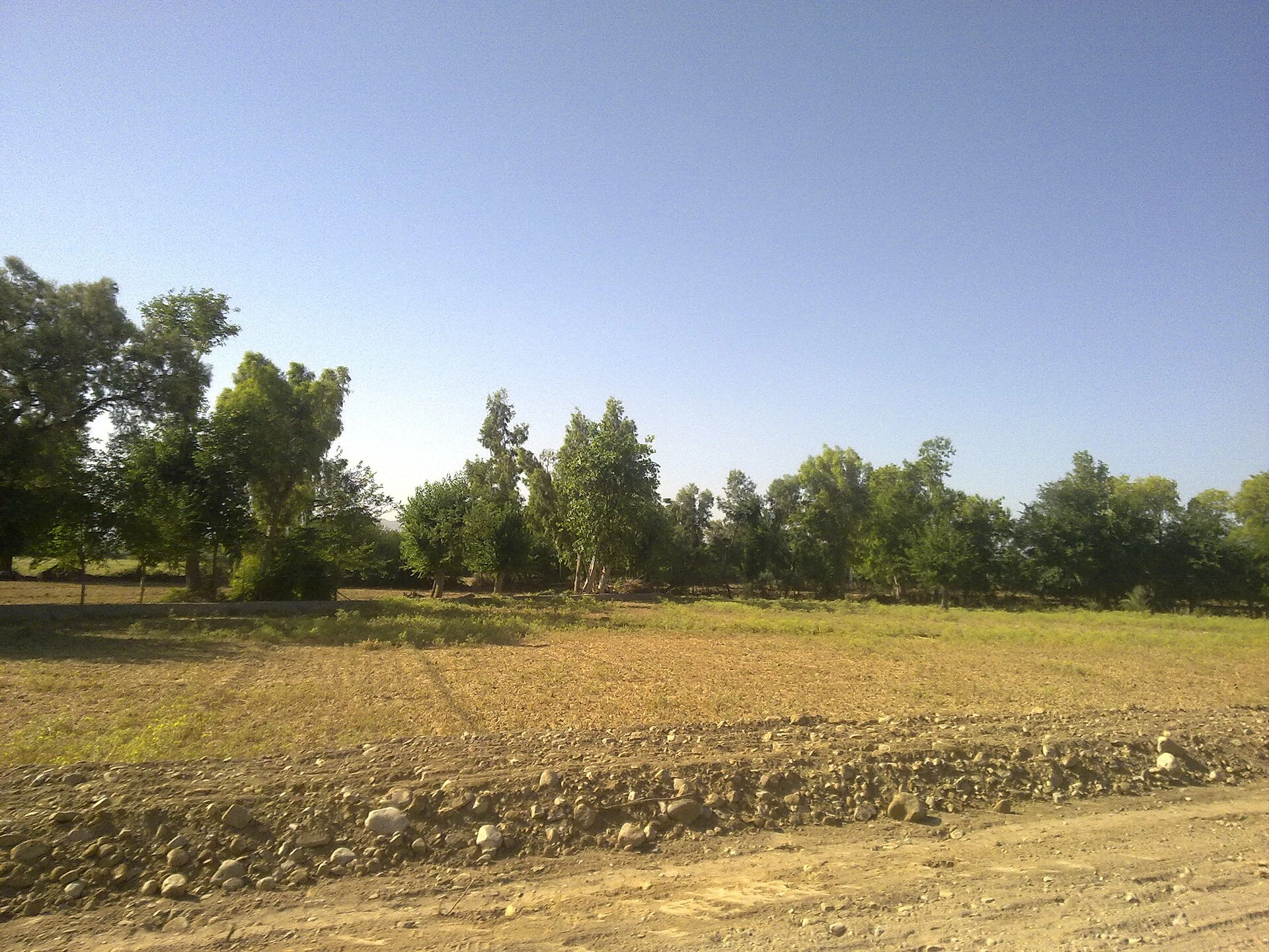 A ploughed field edged with stones and a line of trees under a clear sky