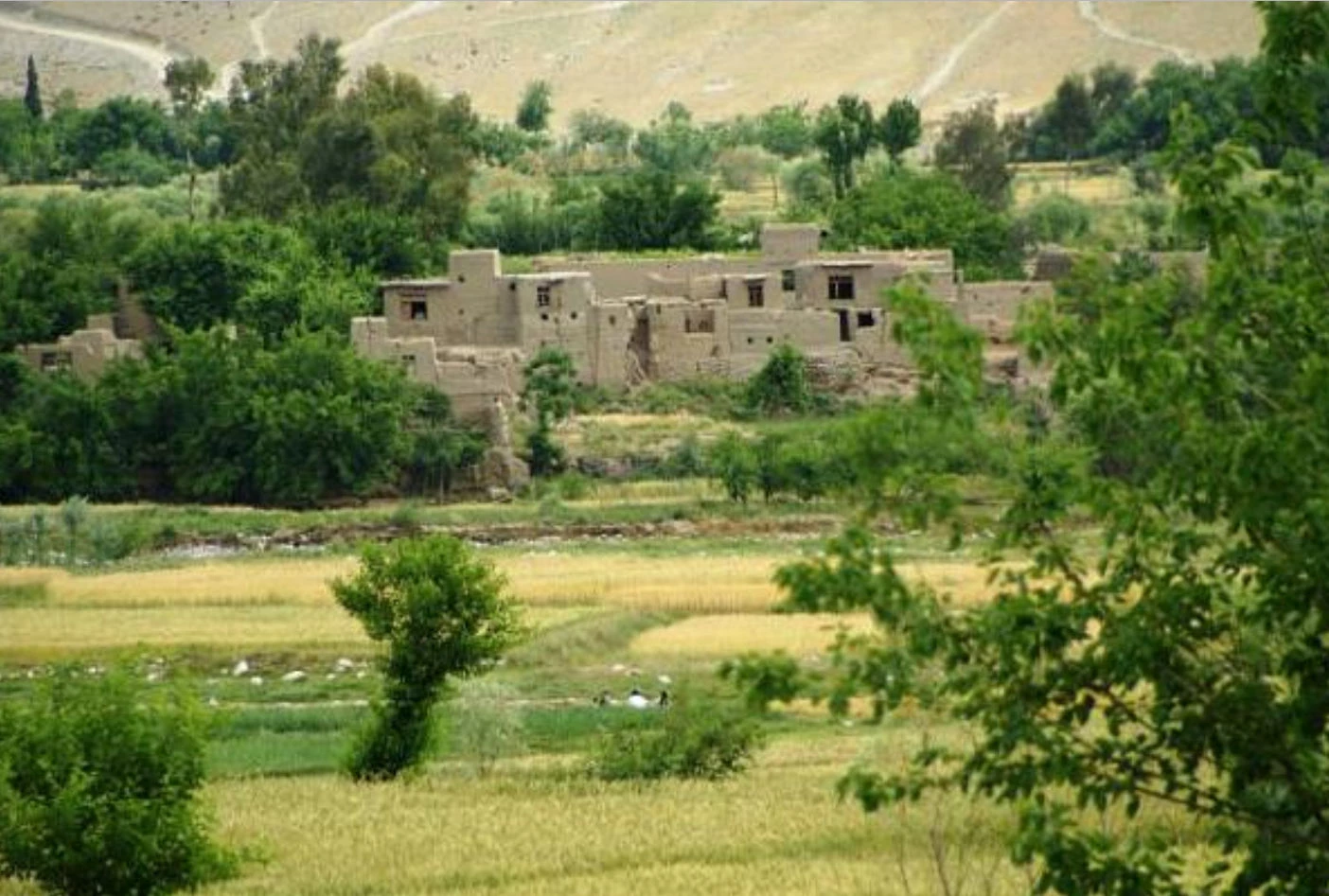 Fields and trees in a valley at Qalacha, Laghman