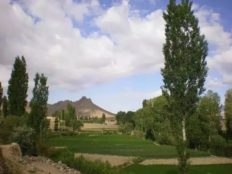 Green fields and tall poplars with a rocky peak behind