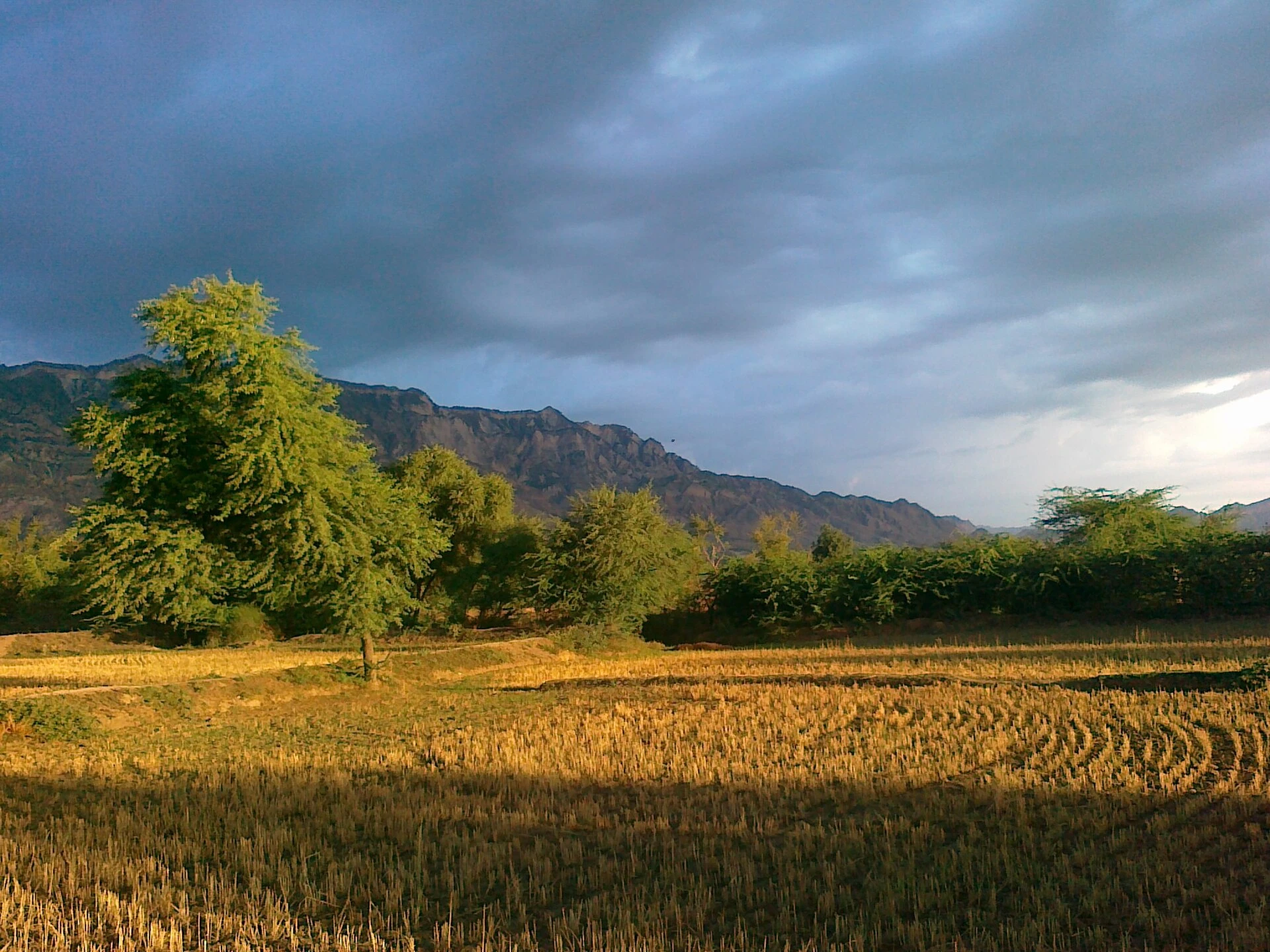Harvested rice fields and trees in evening light with hills behind