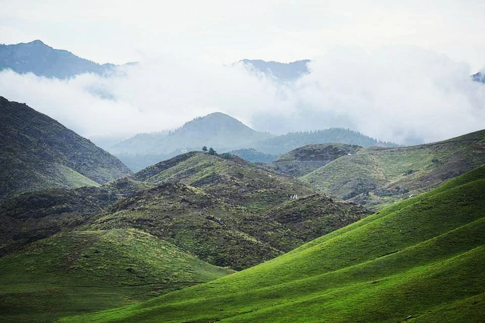 A high mountain ridge with pine forest
