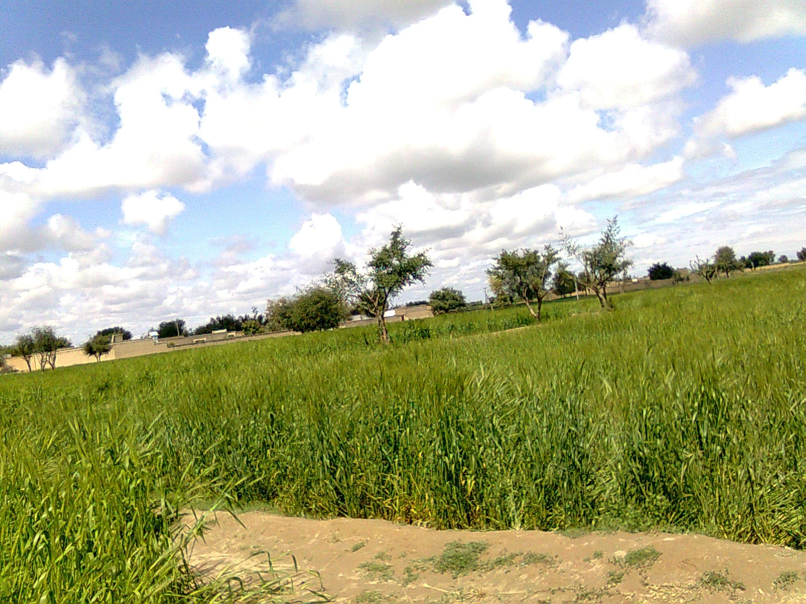 A field of green wheat with scattered trees under a cloudy sky